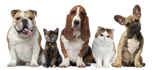 Wall Mural - Group of cats and dogs in front of white background