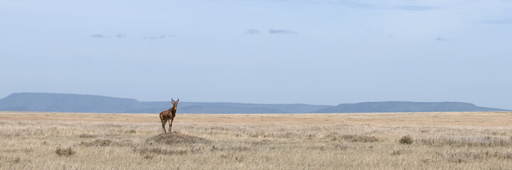 Sticker - Coke's Hartebeest, Alcelaphus buselaphus cokii