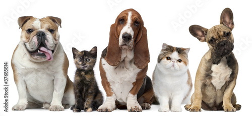 Fototapeta na wymiar Group of cats and dogs in front of white background