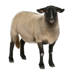 Wall Mural - Female Suffolk sheep, Ovis aries, 2 years old, standing