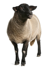 Female Suffolk sheep, Ovis aries, 2 years old, standing