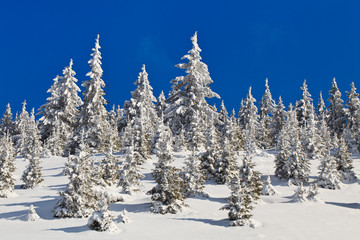 forest with pines in winter