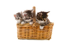 Maine Coon Kittens In Basket