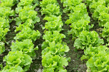 Sticker - Lettuce seedlings in field