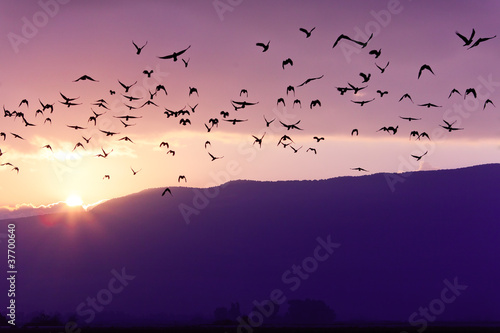 Fotomural Flock of Birds Flying at the Sunset above Mountian at the sunset