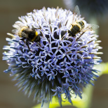 Globe Thistle With Bumblebee And Hoverfly