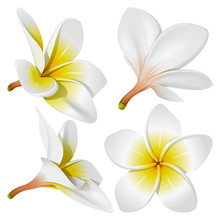 Hawaiian Necklace Flowers