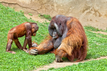 Orangutan Of Borneo, Pongo Pygmaeus