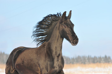 Wall Mural - friesian horse