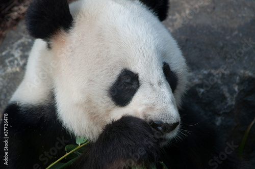 Board z aluminiowym obramowaniem Olbrzymia panda zdejmująca bambus