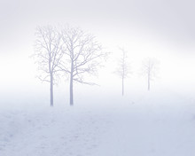 White Snow Tree