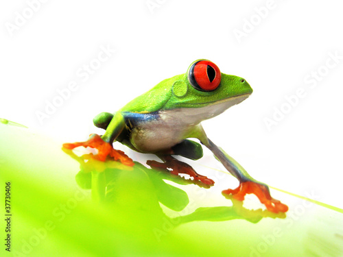Obraz na płótnie canvas dwuczęściowy "dyptyk" Rotaugenlaubfrosch 111 agalychnis callidryas