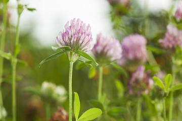 Poster - Trifolium pratense (Red Clover)