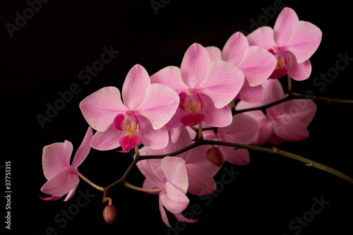 Tapeta ścienna Różowa orchidea phaleanopsis na ciemnym