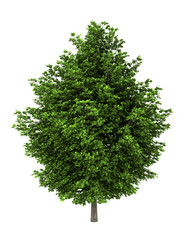 Wall Mural - silver maple tree isolated on white background