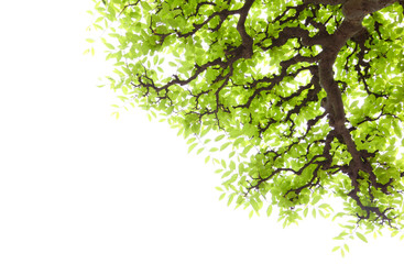 Wall Mural - branch with green leaves