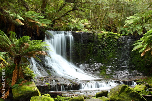 Tapeta ścienna Wspaniały russel zakochuje się w tasmania, australia.
