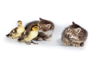 Poster - ducklings and kittens.