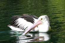 Australian Pelican Has A Rest In The Perth Zoo
