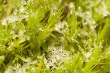 Moss And Ice