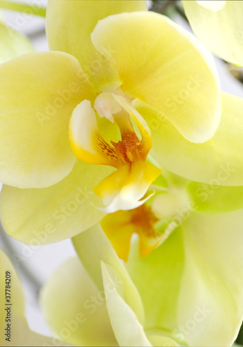 Tapeta ścienna Storczyki phalaenopsis.