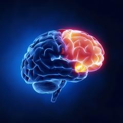 Wall Mural - Frontal lobe - Human brain in x-ray view