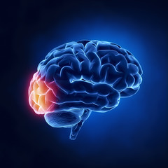 Poster - Occipital lobe - Human brain in x-ray view