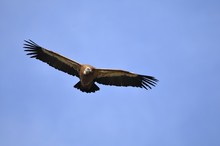 Griffon Vulture (Gyps Fulvus), Crete