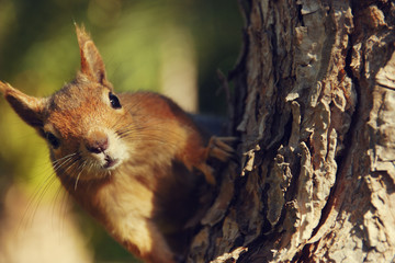 squirrel on a tree
