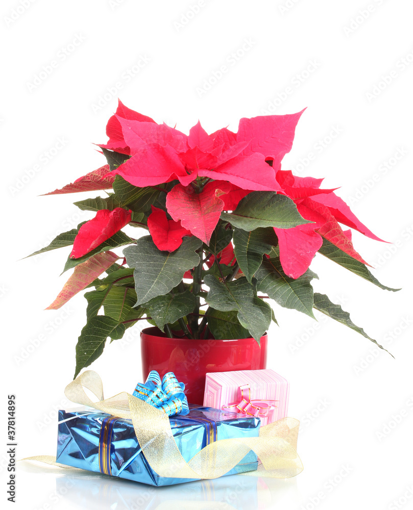 Beautiful poinsettia with different presents isolated on white - obrazy, fototapety, plakaty 