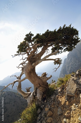Obraz na płótnie canvas czteroczęściowy "tetraptyk" Cyprys (cupressus sempervirens horizontalis), kreta