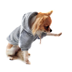 Wall Mural - chihuahua en sweatshirt donnant la patte