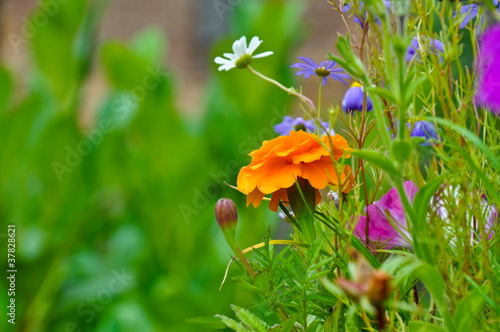 Naklejka - mata magnetyczna na lodówkę Blumenbeet