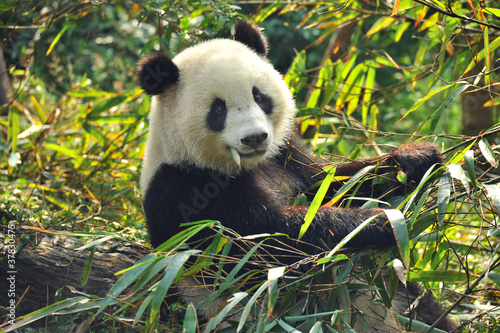 Fotomural Hungry giant panda bear eating bamboo