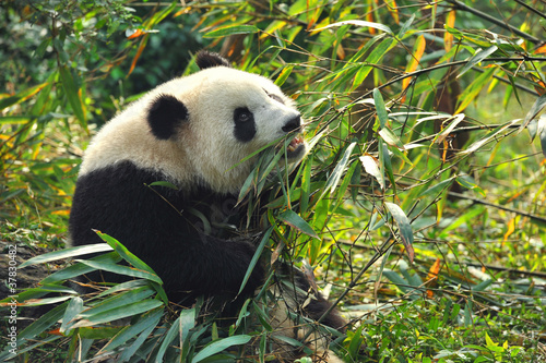 Board z aluminiowym obramowaniem Głodny gigantyczny niedźwiedź panda jedzenie bambusa