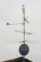 Pigeon Antenna