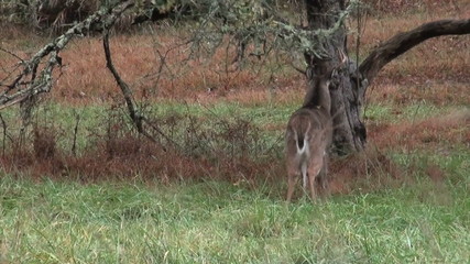 Canvas Print - Whitetail deer buck rubbing branches