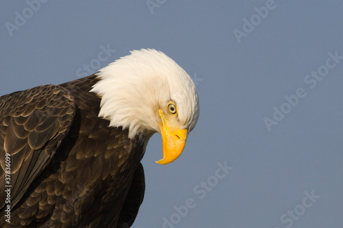 Board z aluminiowym obramowaniem Profil bald eagle