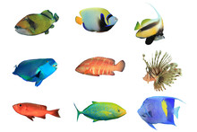 Tropical Fish On White Background