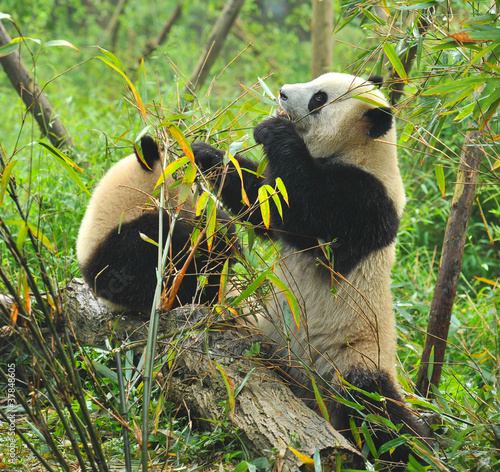 Board z aluminiowym obramowaniem Głodny gigantyczny niedźwiedź panda jedzenie bambusa