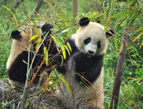 Board z aluminiowym obramowaniem Głodny gigantyczny niedźwiedź panda jedzenie bambusa