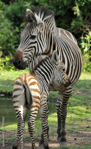 Plakat na papierze fotorealistycznym Zebra matka i dziecko