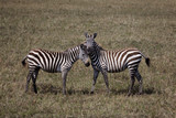 Fototapeta Sawanna - Zebras 9029