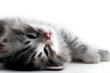 Kitten rests