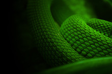 Snake Green Skin