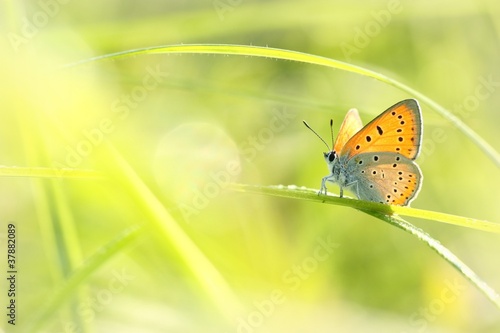 Tapeta ścienna Motyl na łące wiosną w słońcu
