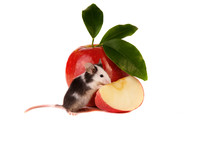 Maus Haustier Obst Maus Mit Apfel Obst Tier