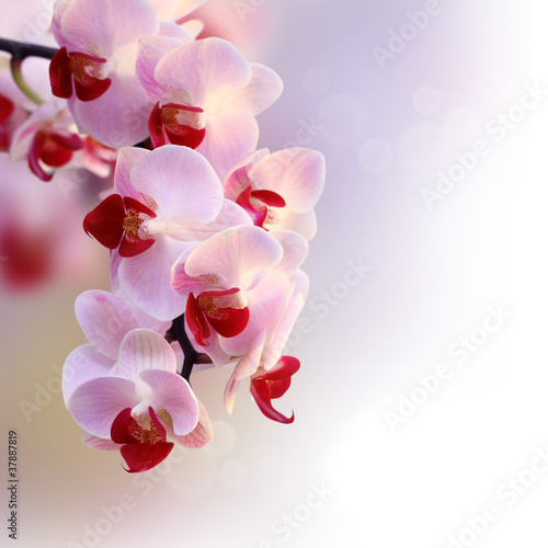 Tapeta ścienna Piękna orchidea fioletowa