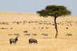 Plains zebras (Equus quagga) and Gnus in Masai Mara, Kenya