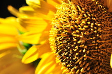 Sunflower And Sunshine